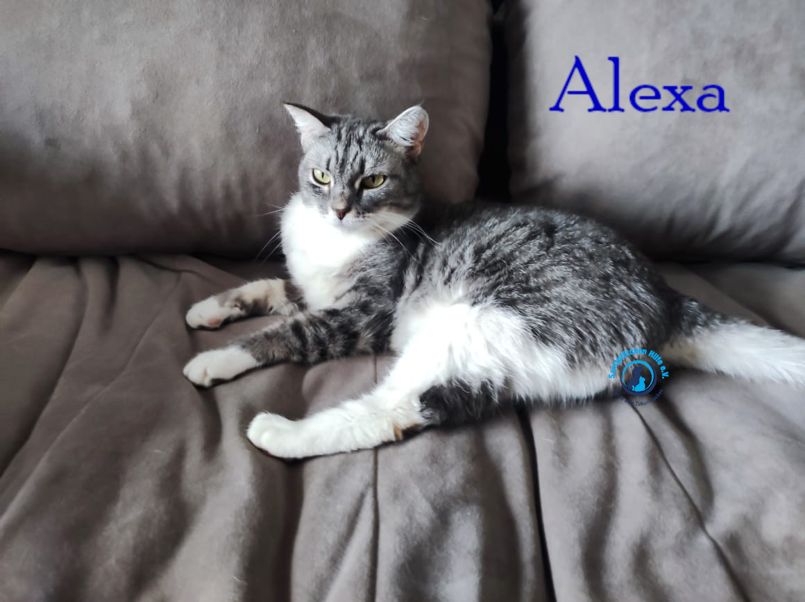 Fremde_Katzen/Alexa/Alexa36mN.jpg
