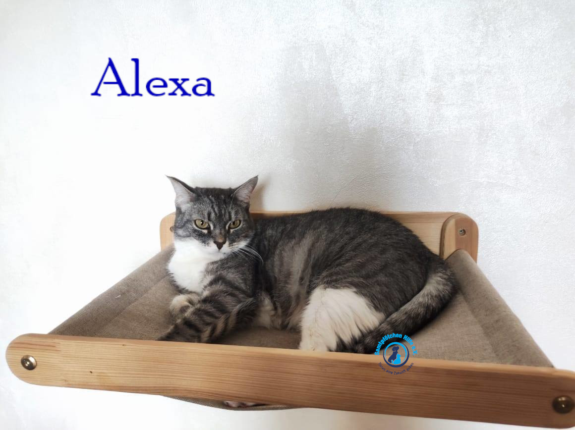 Fremde_Katzen/Alexa/Alexa38mN.jpg