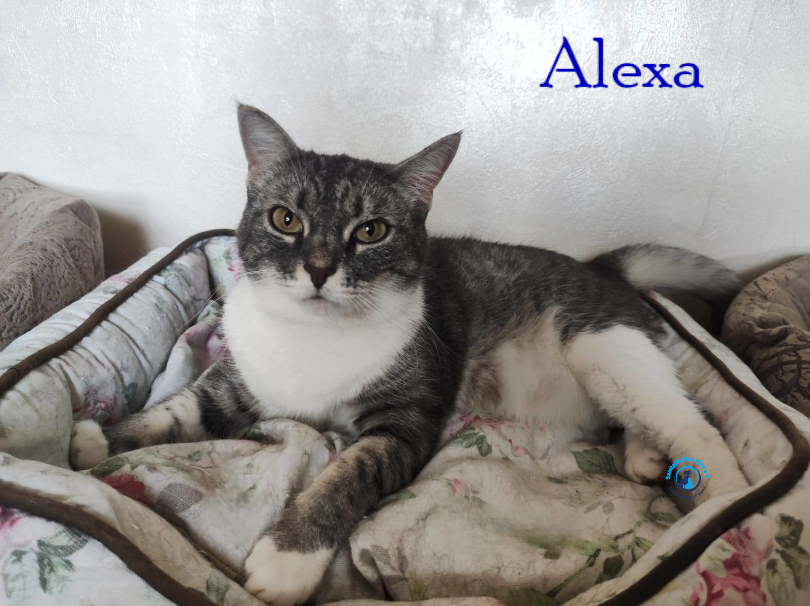Fremde_Katzen/Alexa/Alexa39mN.jpg
