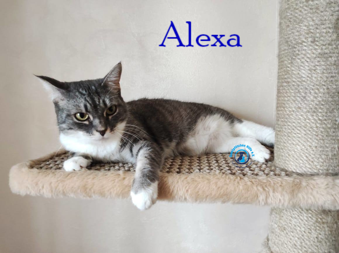 Fremde_Katzen/Alexa/Alexa42mN.jpg