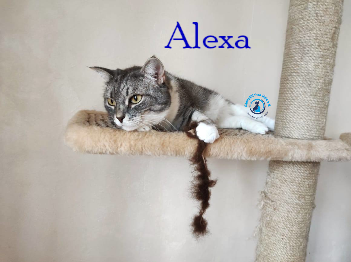 Fremde_Katzen/Alexa/Alexa43mN.jpg