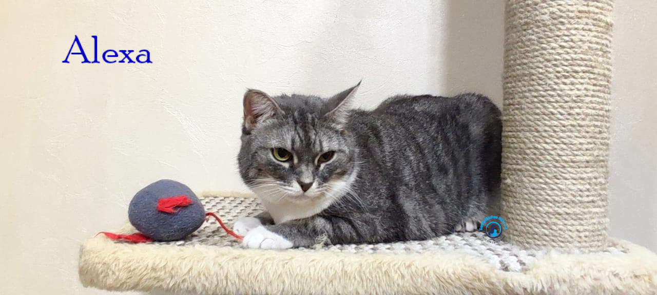 Fremde_Katzen/Alexa/Alexa53mN.jpg