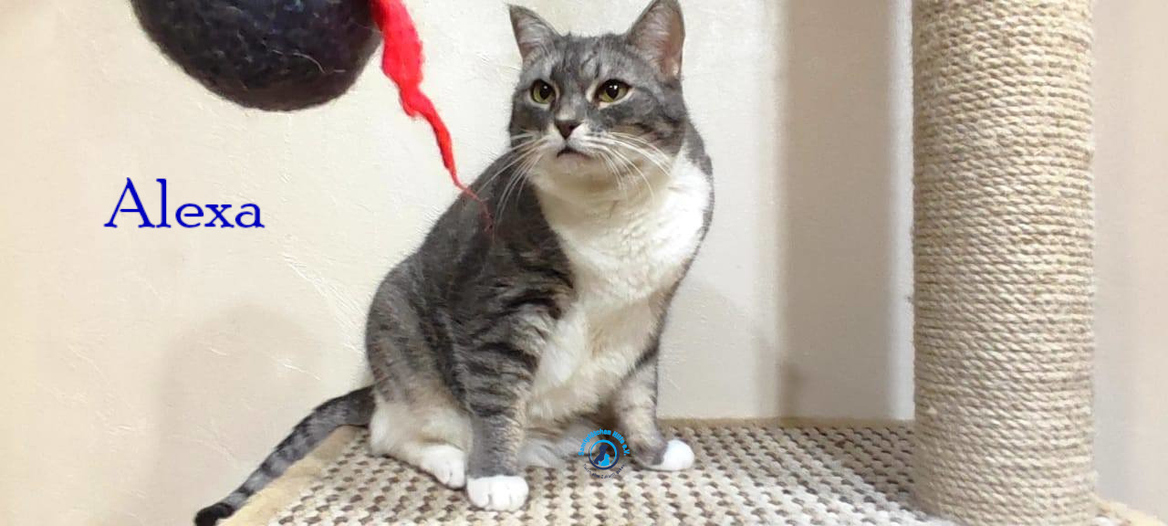 Fremde_Katzen/Alexa/Alexa54mN.jpg