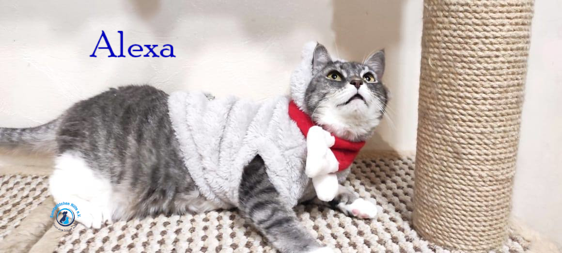 Fremde_Katzen/Alexa/Alexa57mN.jpg