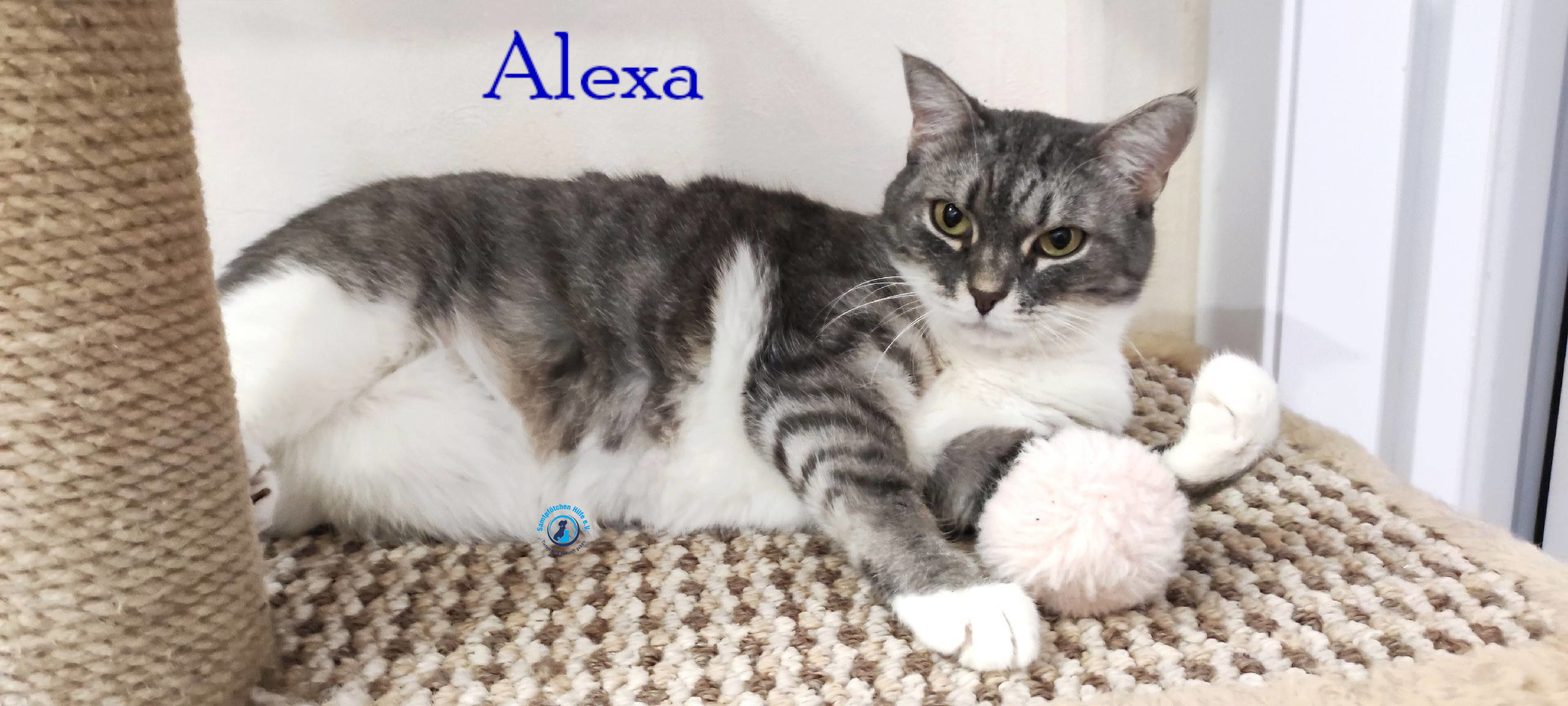 Fremde_Katzen/Alexa/Alexa58mN.jpg