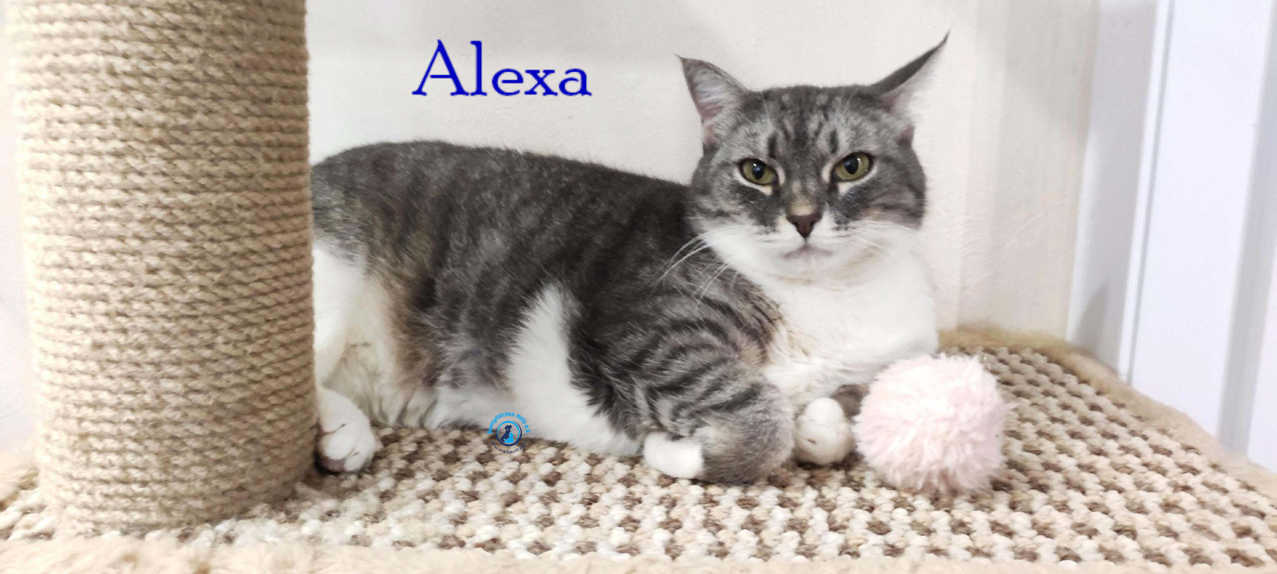 Fremde_Katzen/Alexa/Alexa59mN.jpg