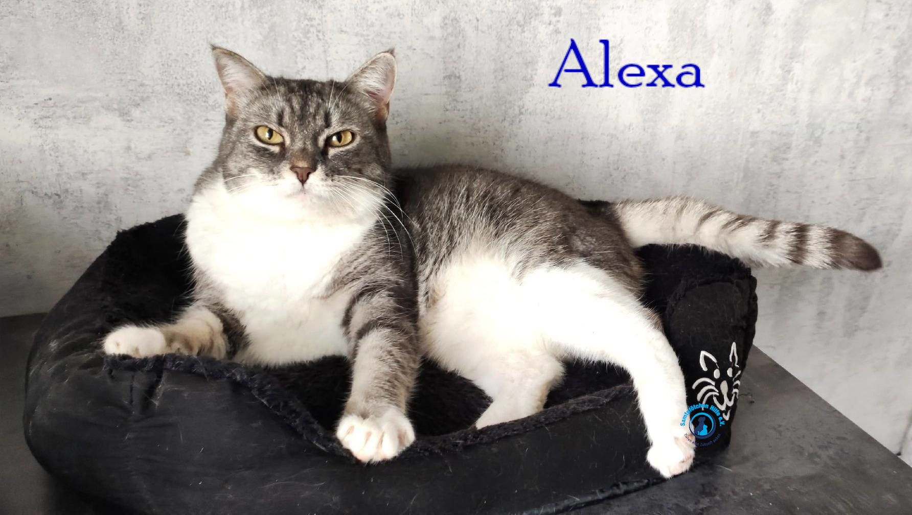Fremde_Katzen/Alexa/Alexa60mN.jpg