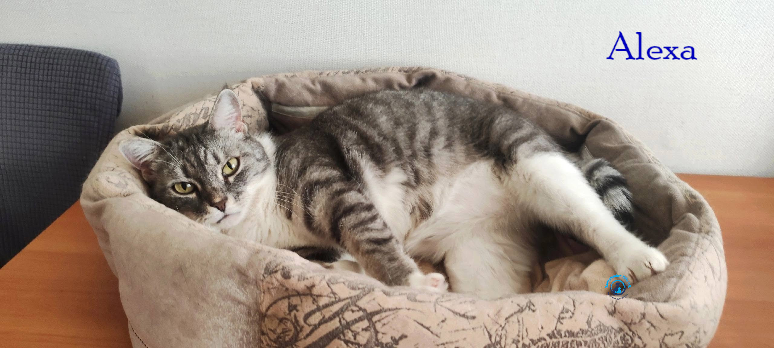 Fremde_Katzen/Alexa/Alexa61mN.jpg