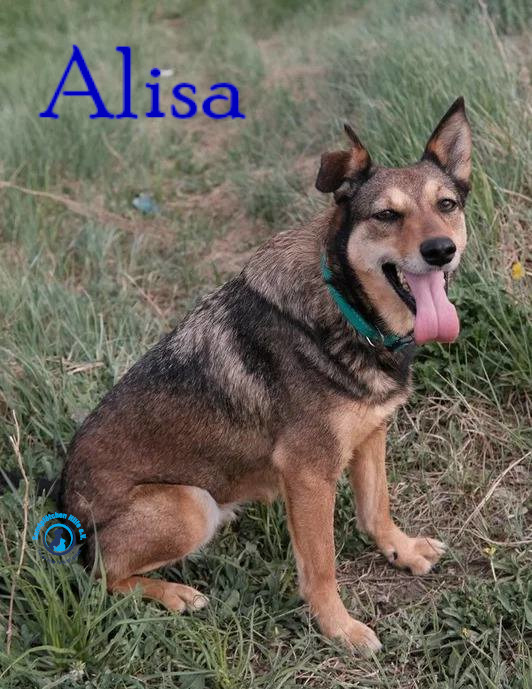 Fremde_Katzen/Alisa_IV/Alisa_IV06mN.jpg