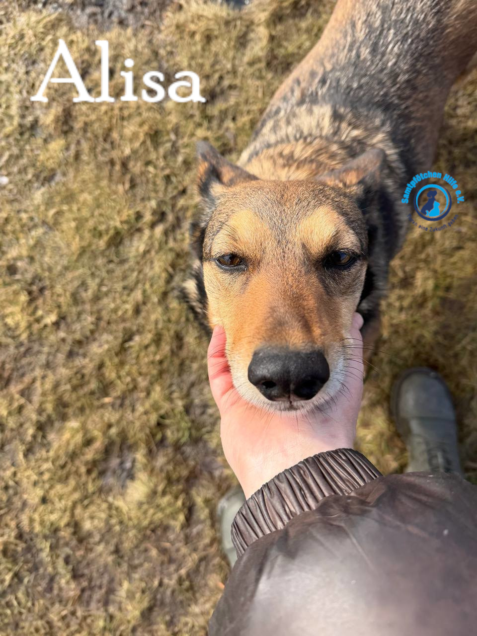 Fremde_Katzen/Alisa_IV/Alisa_IV10mN.jpg