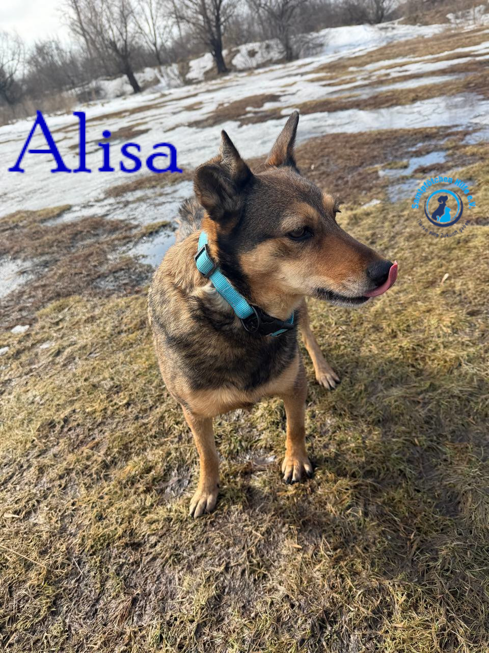 Fremde_Katzen/Alisa_IV/Alisa_IV11mN.jpg