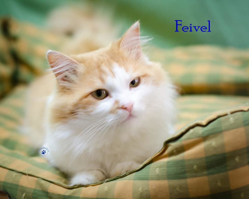 Fremde_Katzen/Feivel_II/Feivel_II18mN.jpg