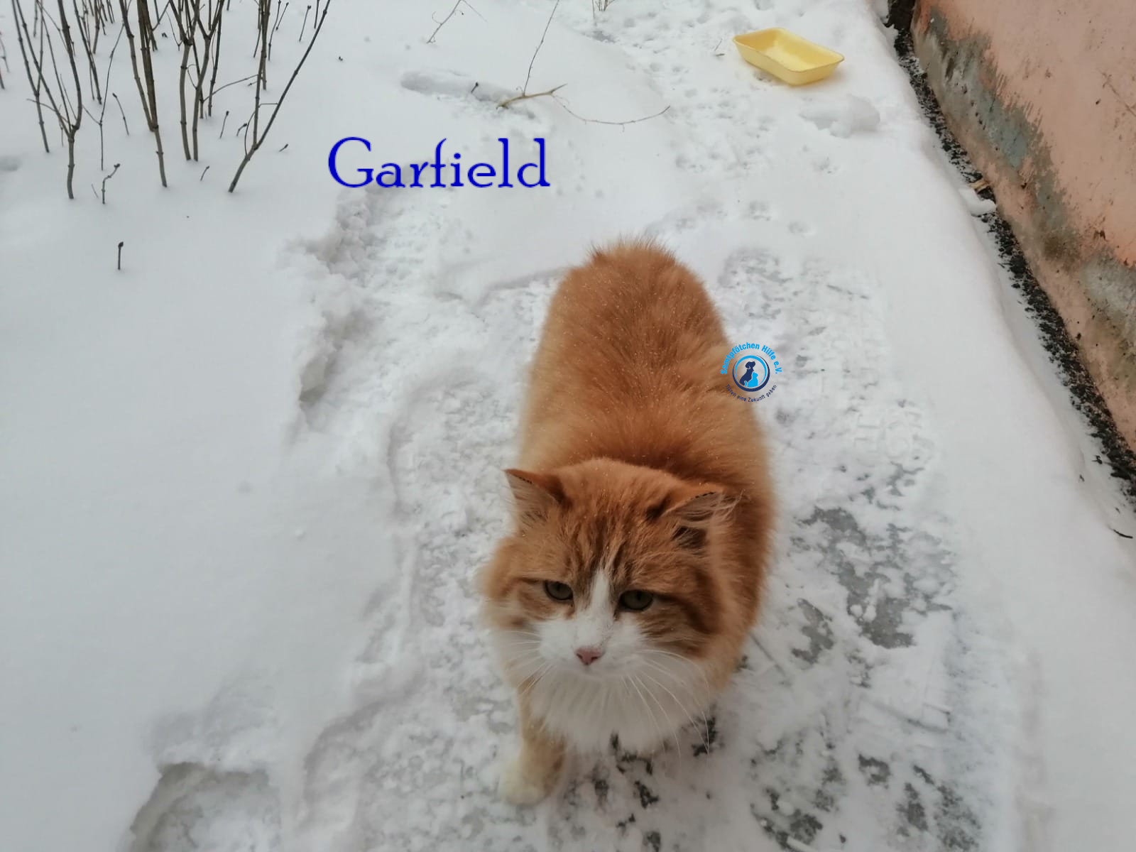 Fremde_Katzen/Garfield/Garfield03mN.jpg