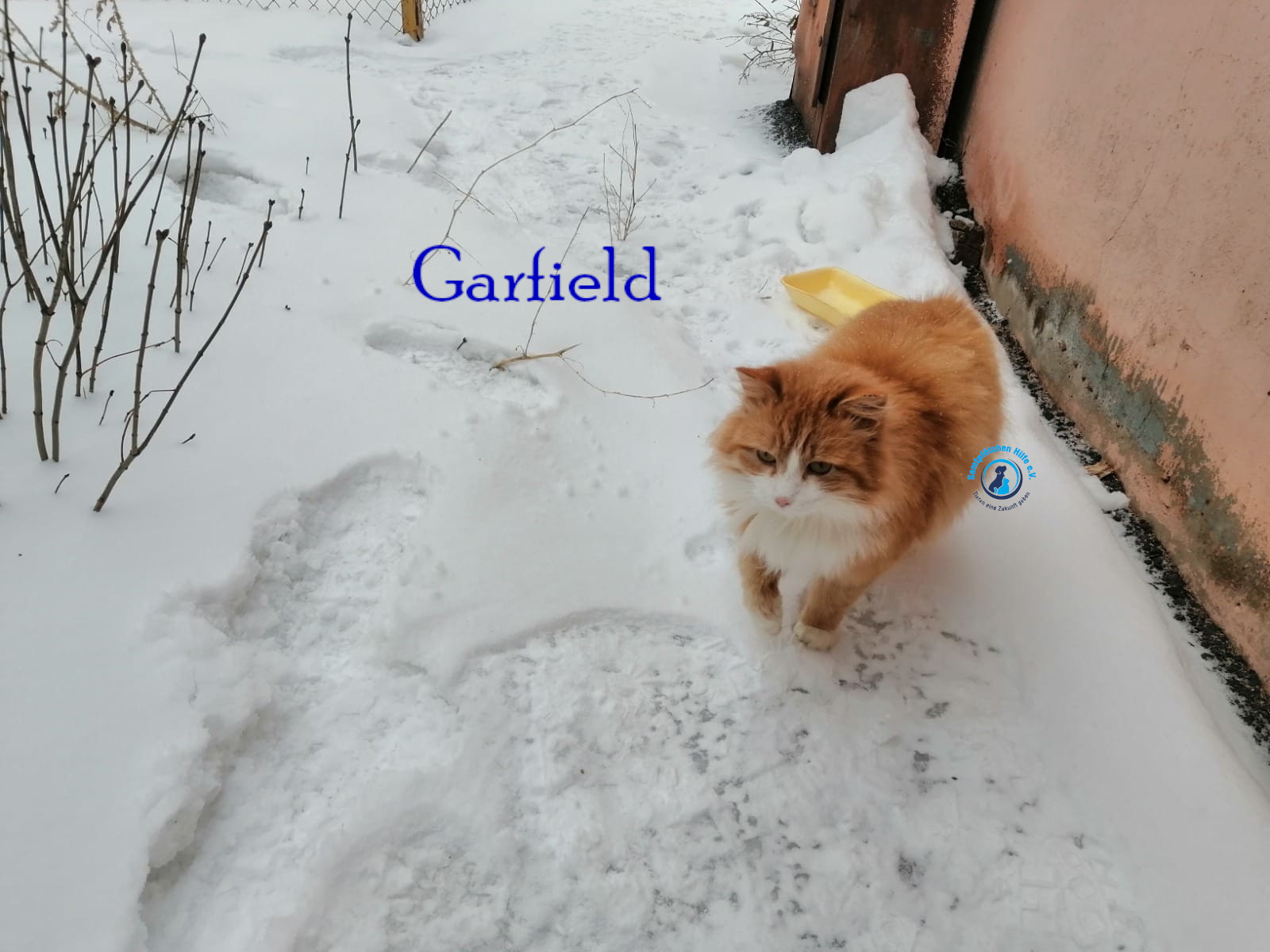 Fremde_Katzen/Garfield/Garfield04mN.jpg