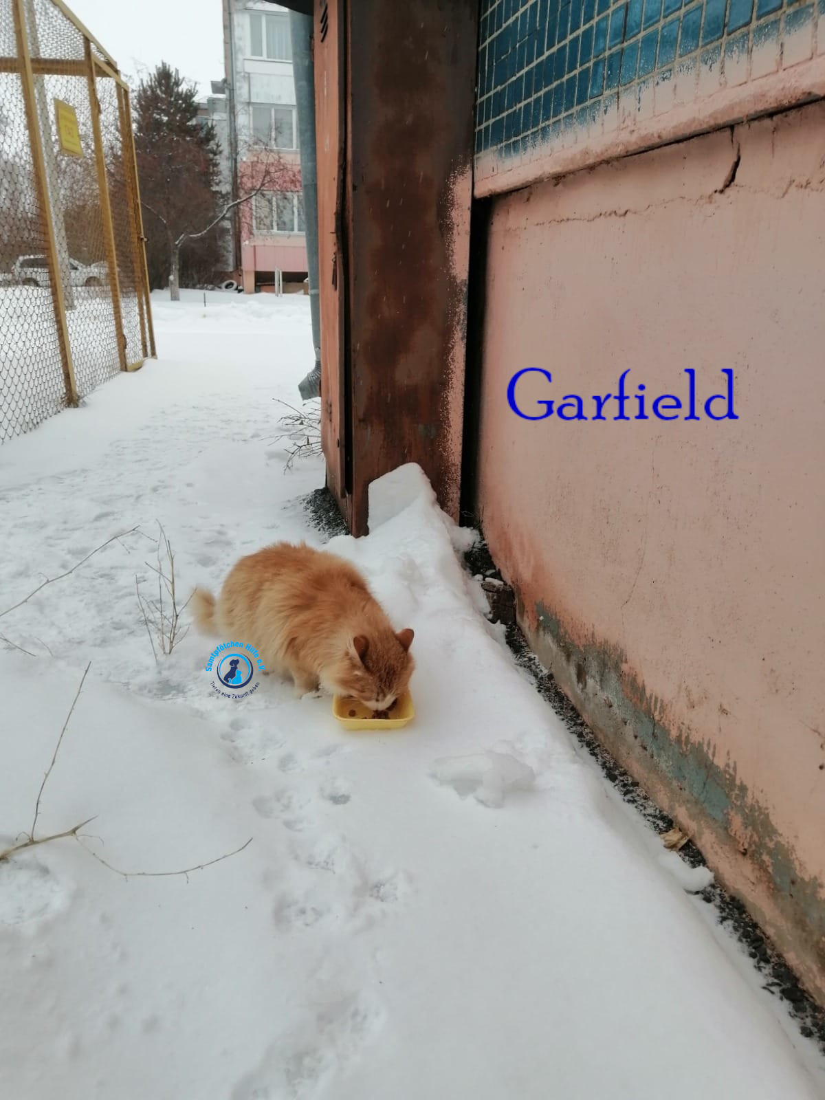 Fremde_Katzen/Garfield/Garfield09mN.jpg