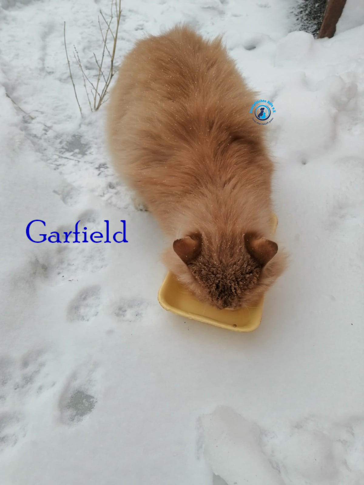 Fremde_Katzen/Garfield/Garfield10mN.jpg