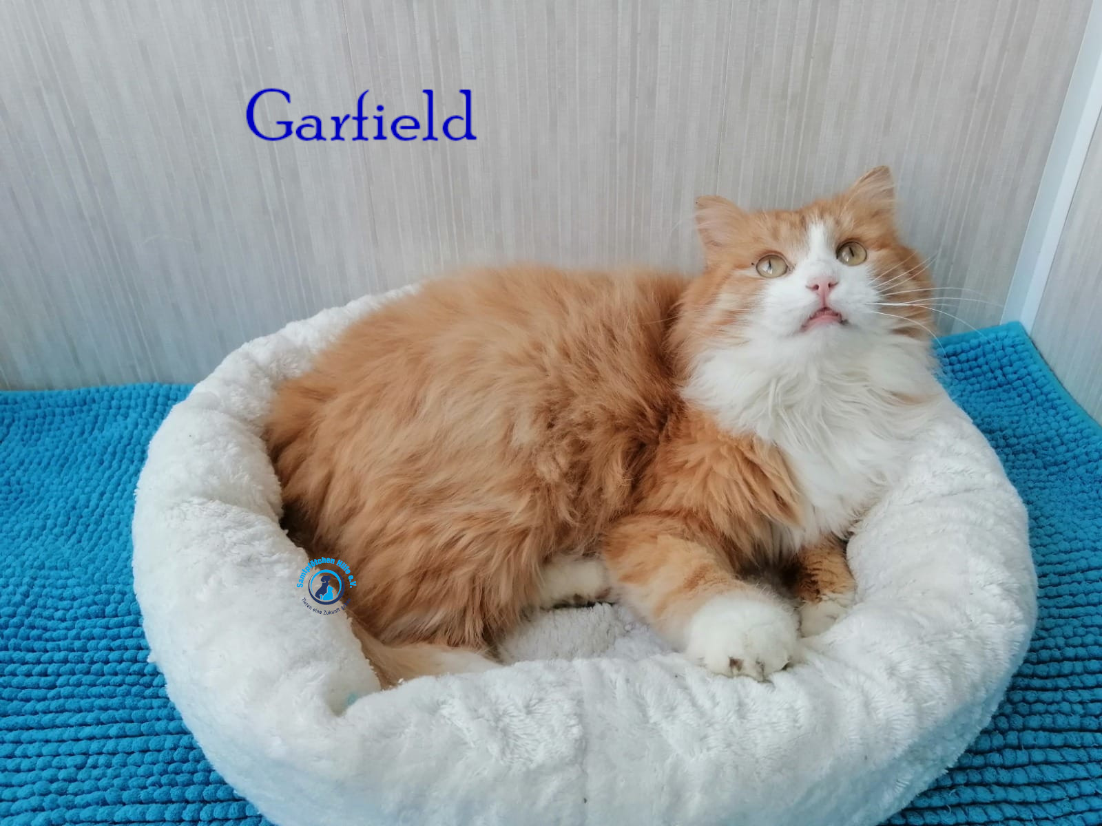 Fremde_Katzen/Garfield/Garfield12mN.jpg