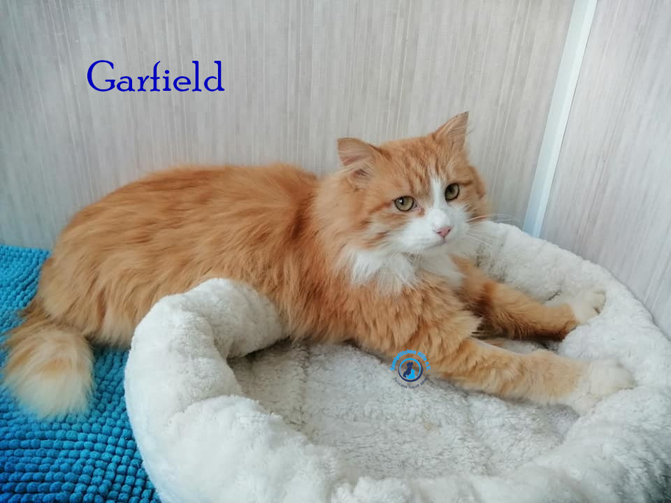 Fremde_Katzen/Garfield/Garfield14mN.jpg