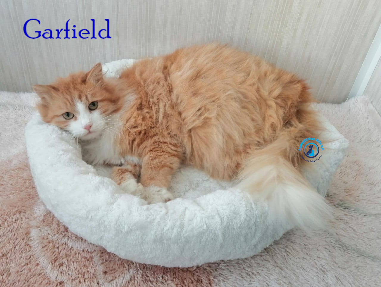 Fremde_Katzen/Garfield/Garfield18mN.jpg
