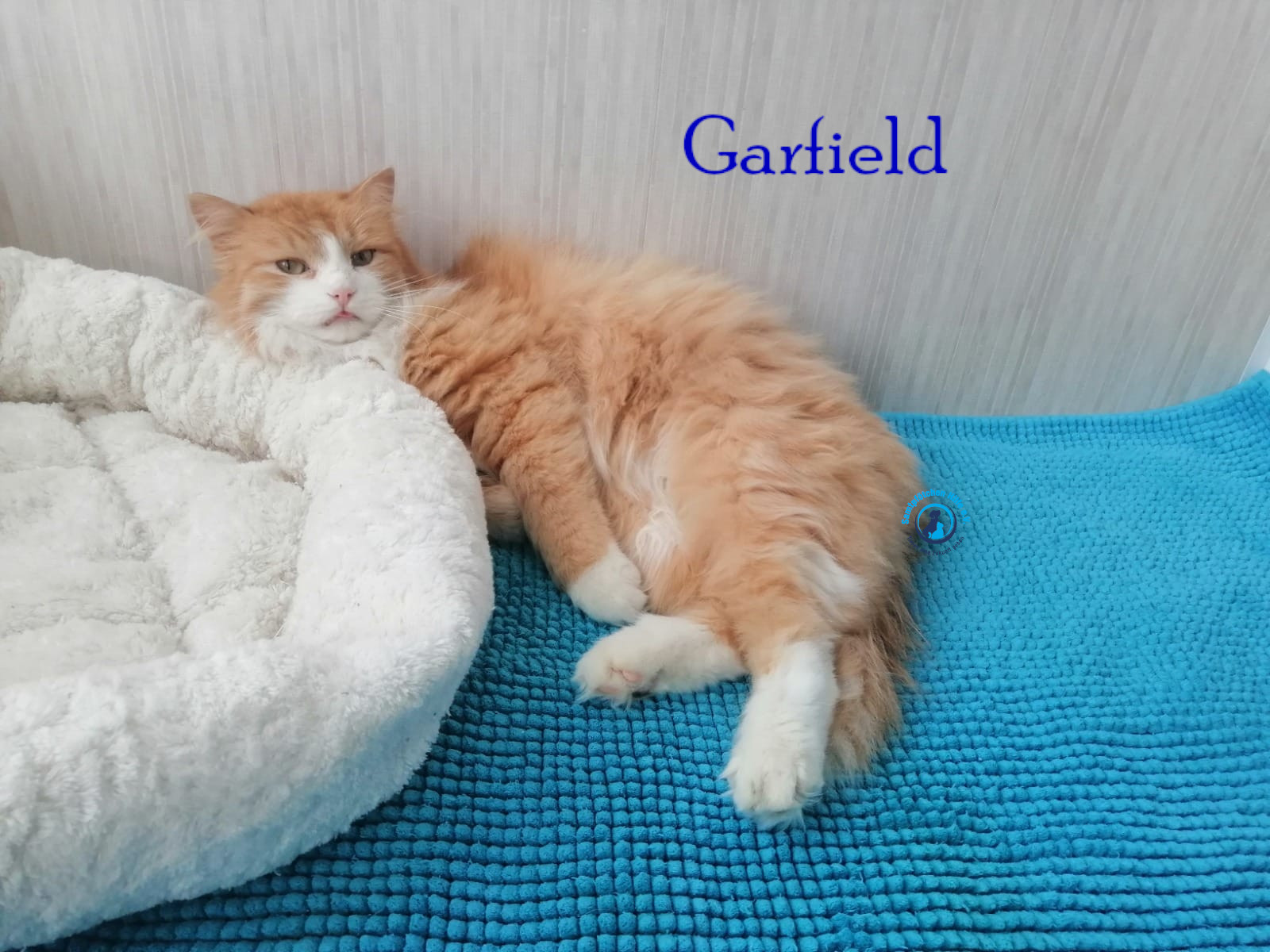 Fremde_Katzen/Garfield/Garfield22mN.jpg