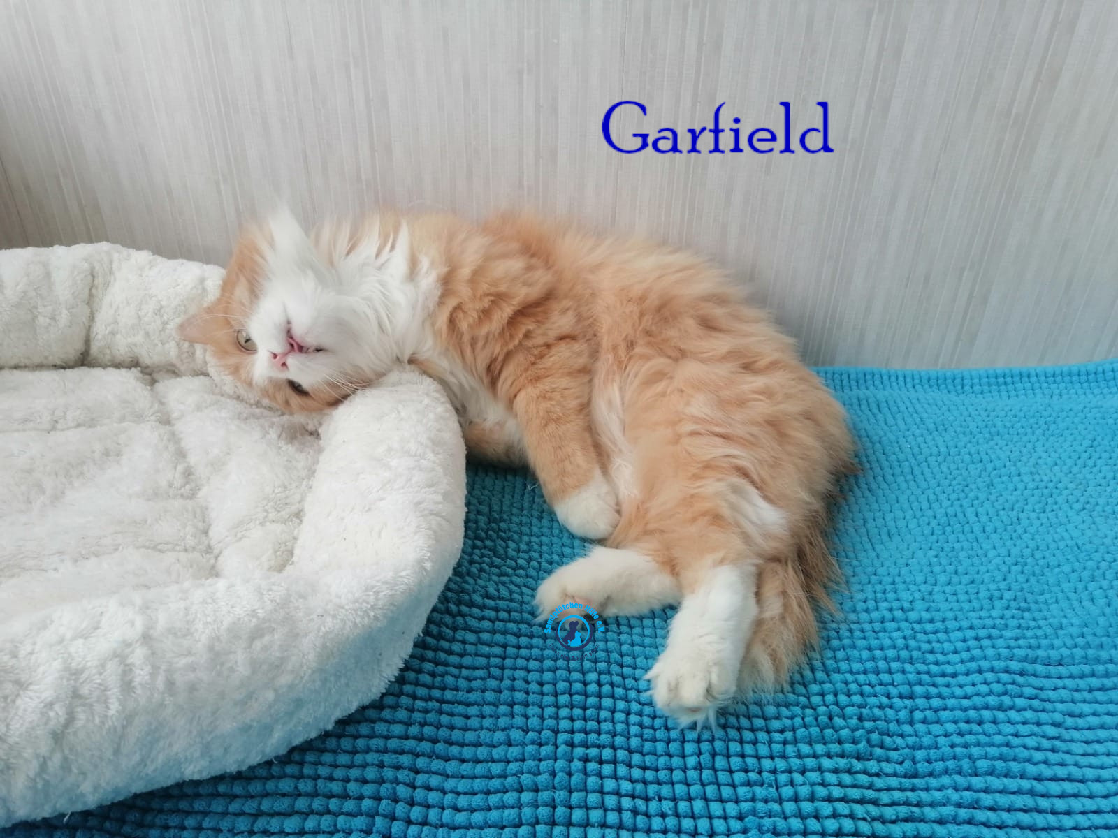 Fremde_Katzen/Garfield/Garfield23mN.jpg