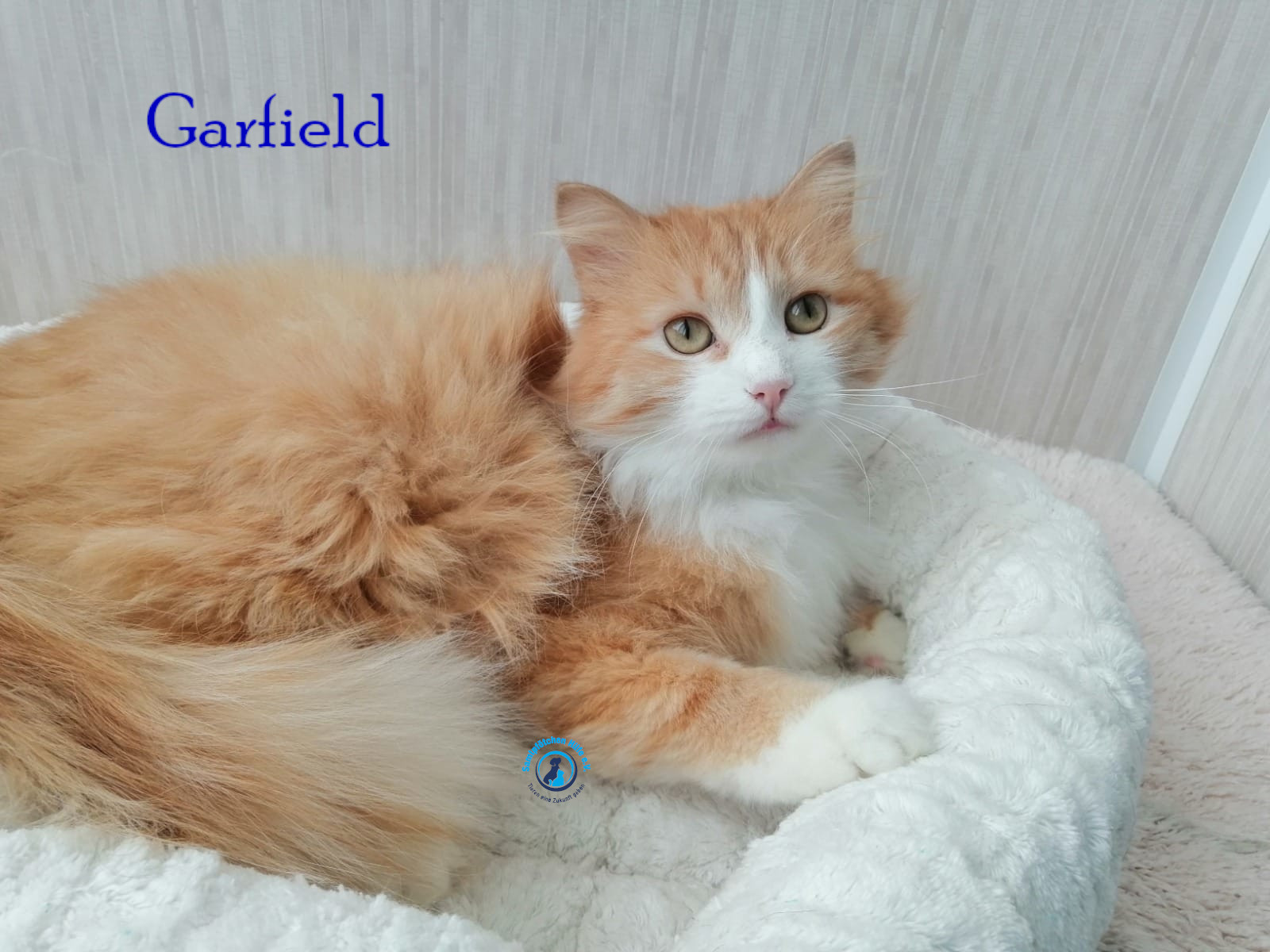 Fremde_Katzen/Garfield/Garfield26mN.jpg