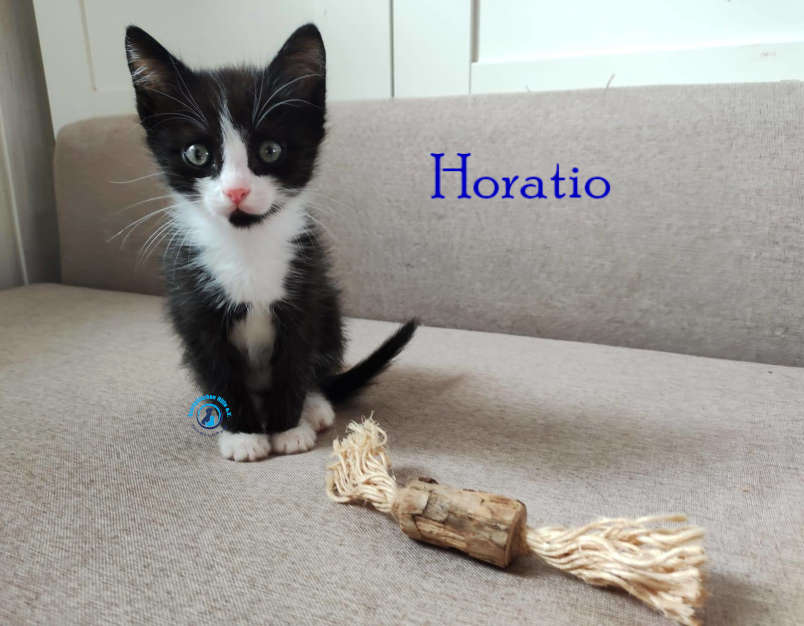 Fremde_Katzen/Horatio/Horatio_02mN.jpg