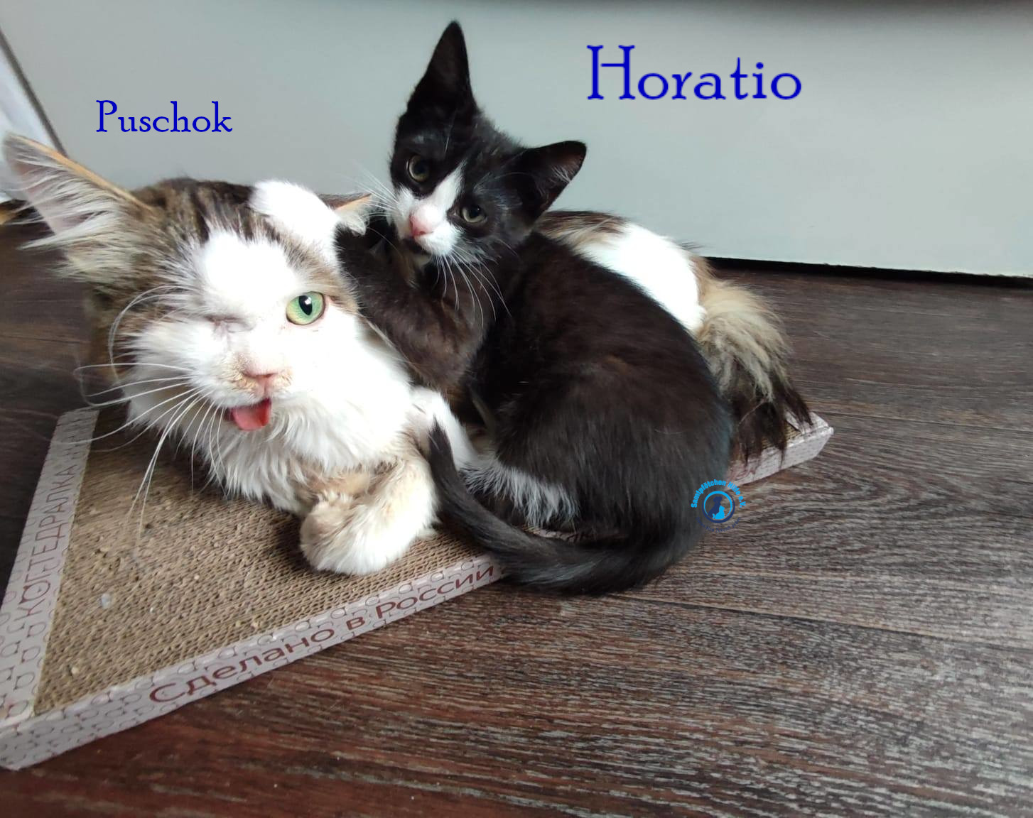 Fremde_Katzen/Horatio/Horatio_03mN.jpg