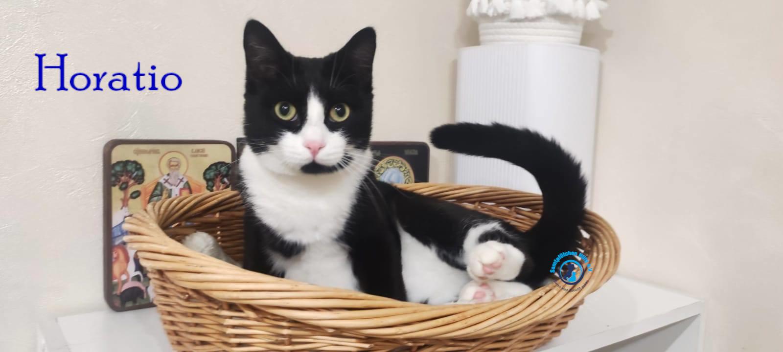 Fremde_Katzen/Horatio/Horatio_05mN.jpg