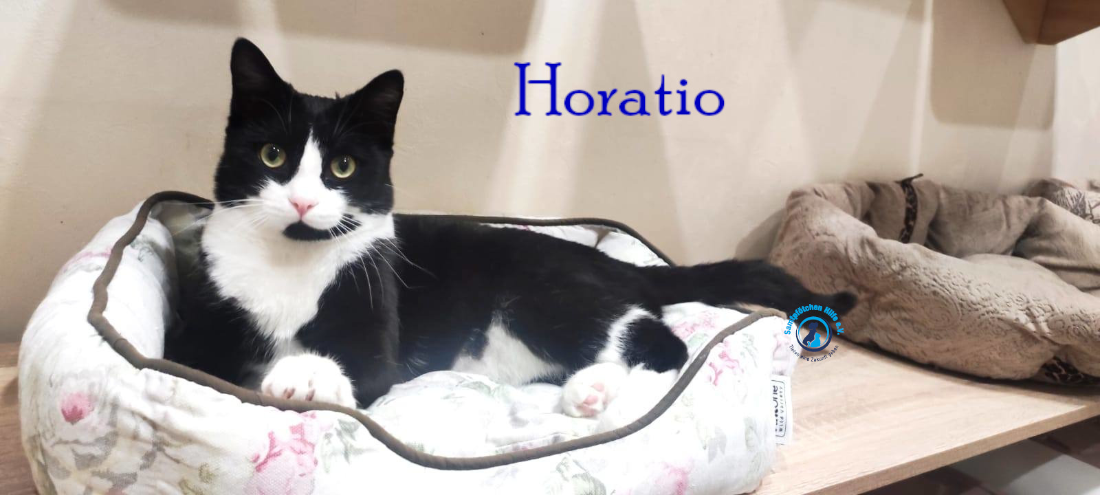 Fremde_Katzen/Horatio/Horatio_09mN.jpg