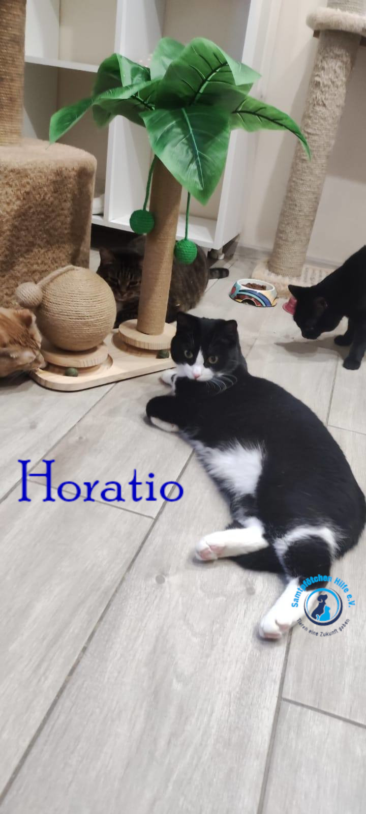 Fremde_Katzen/Horatio/Horatio_11mN.jpg