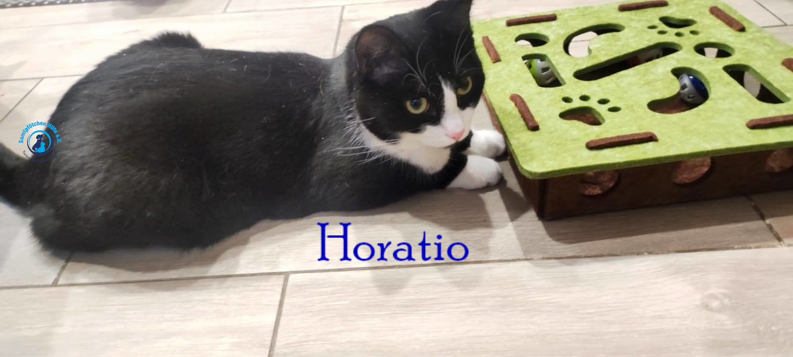 Fremde_Katzen/Horatio/Horatio_12mN.jpg