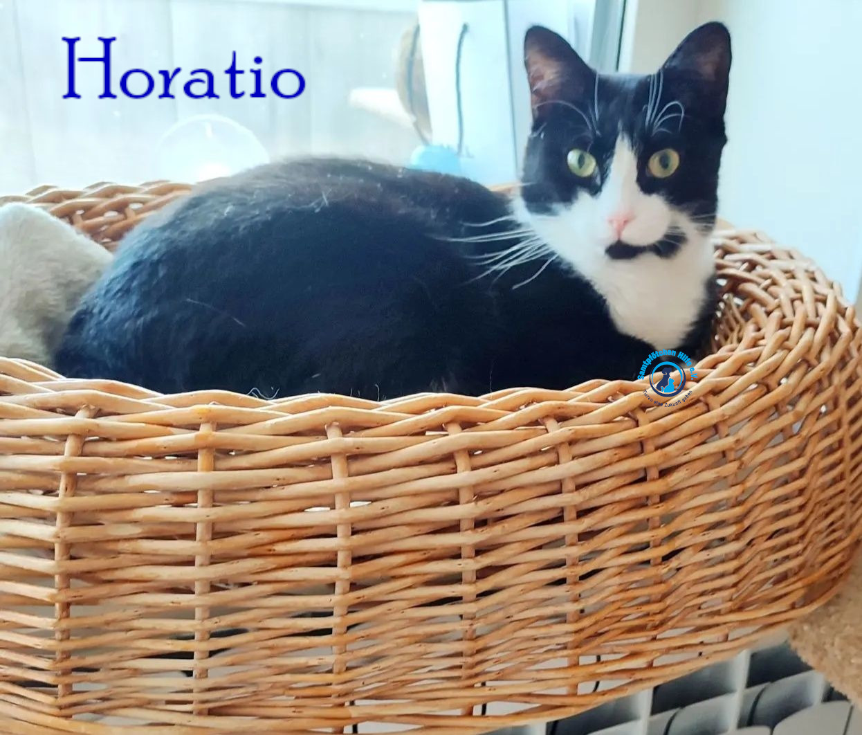 Fremde_Katzen/Horatio/Horatio_13mN.jpg
