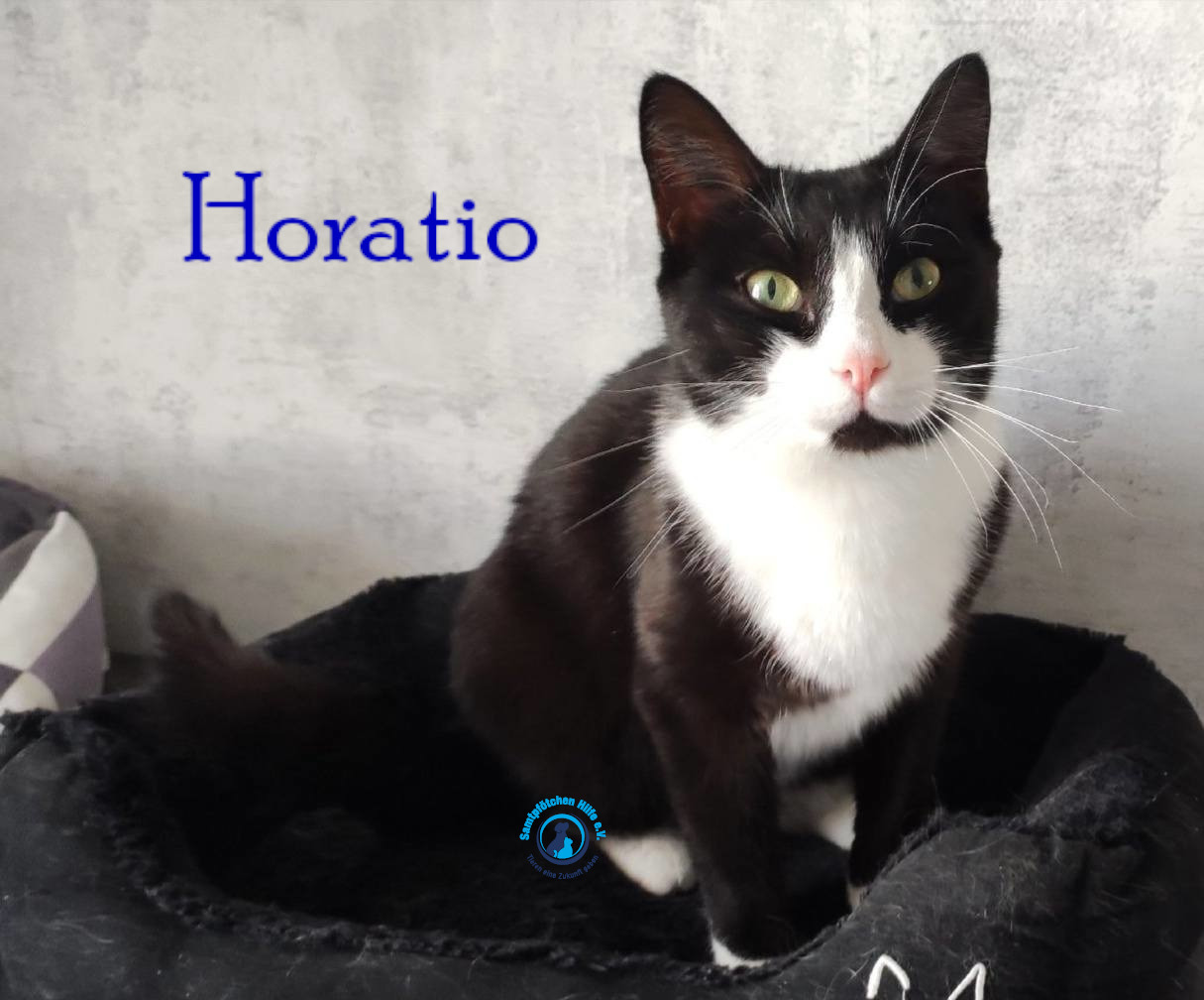 Fremde_Katzen/Horatio/Horatio_14mN.jpg