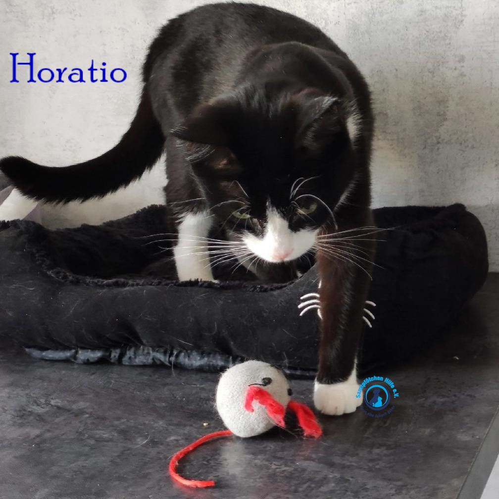 Fremde_Katzen/Horatio/Horatio_15mN.jpg