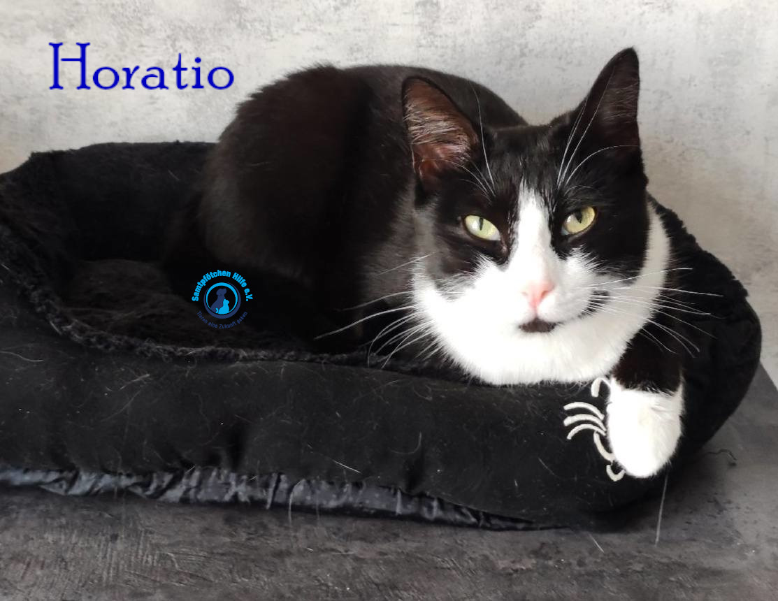 Fremde_Katzen/Horatio/Horatio_16mN.jpg