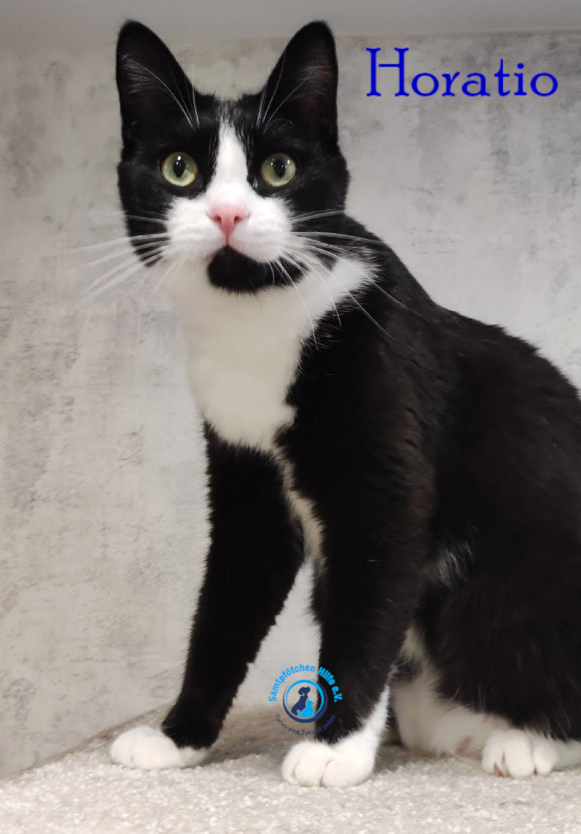 Fremde_Katzen/Horatio/Horatio_17mN.jpg