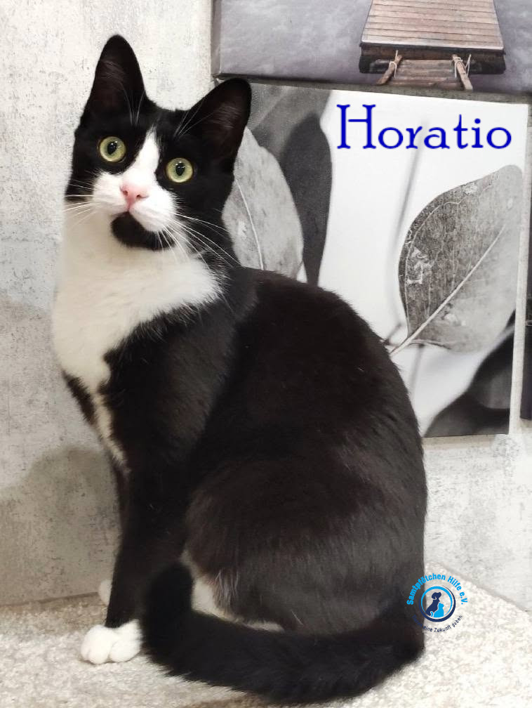 Fremde_Katzen/Horatio/Horatio_18mN.jpg
