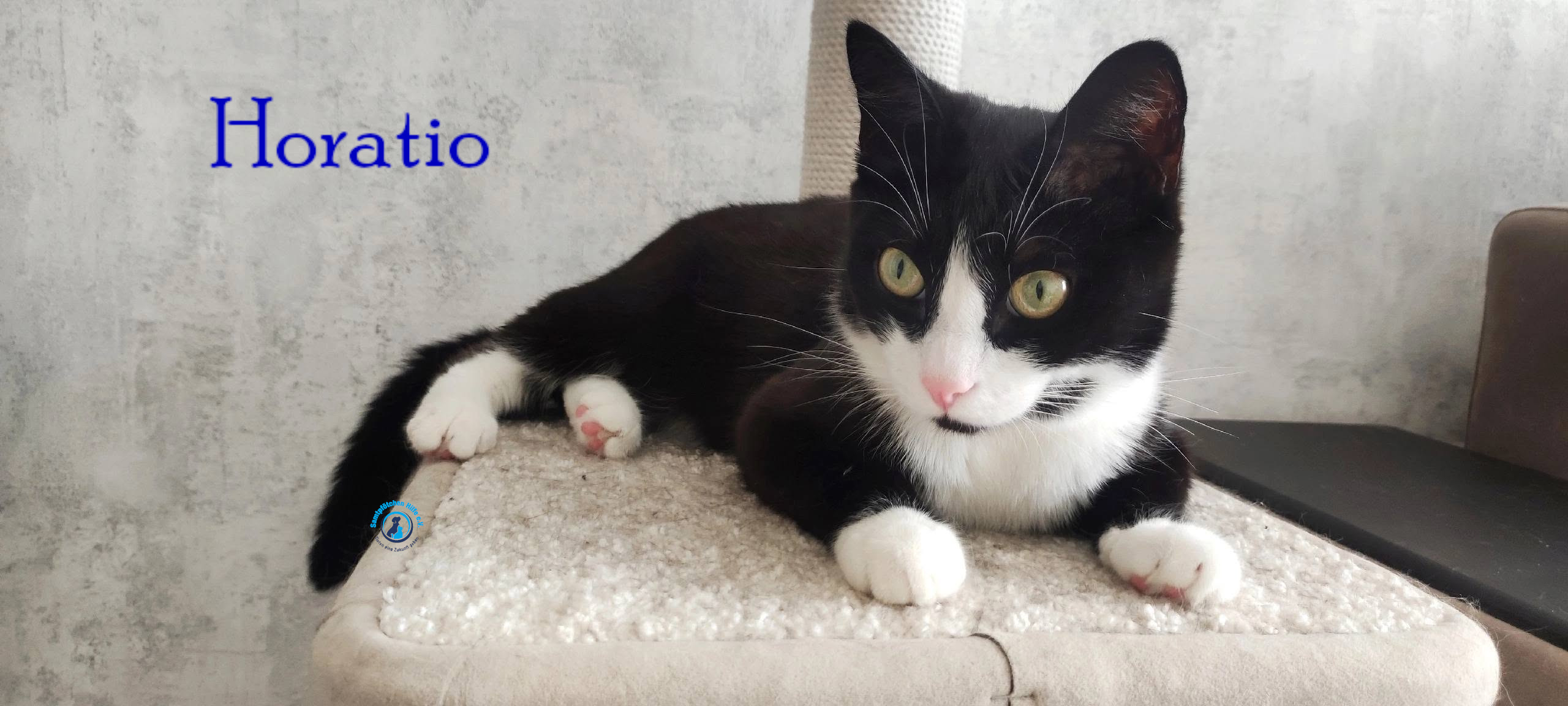 Fremde_Katzen/Horatio/Horatio_19mN.jpg