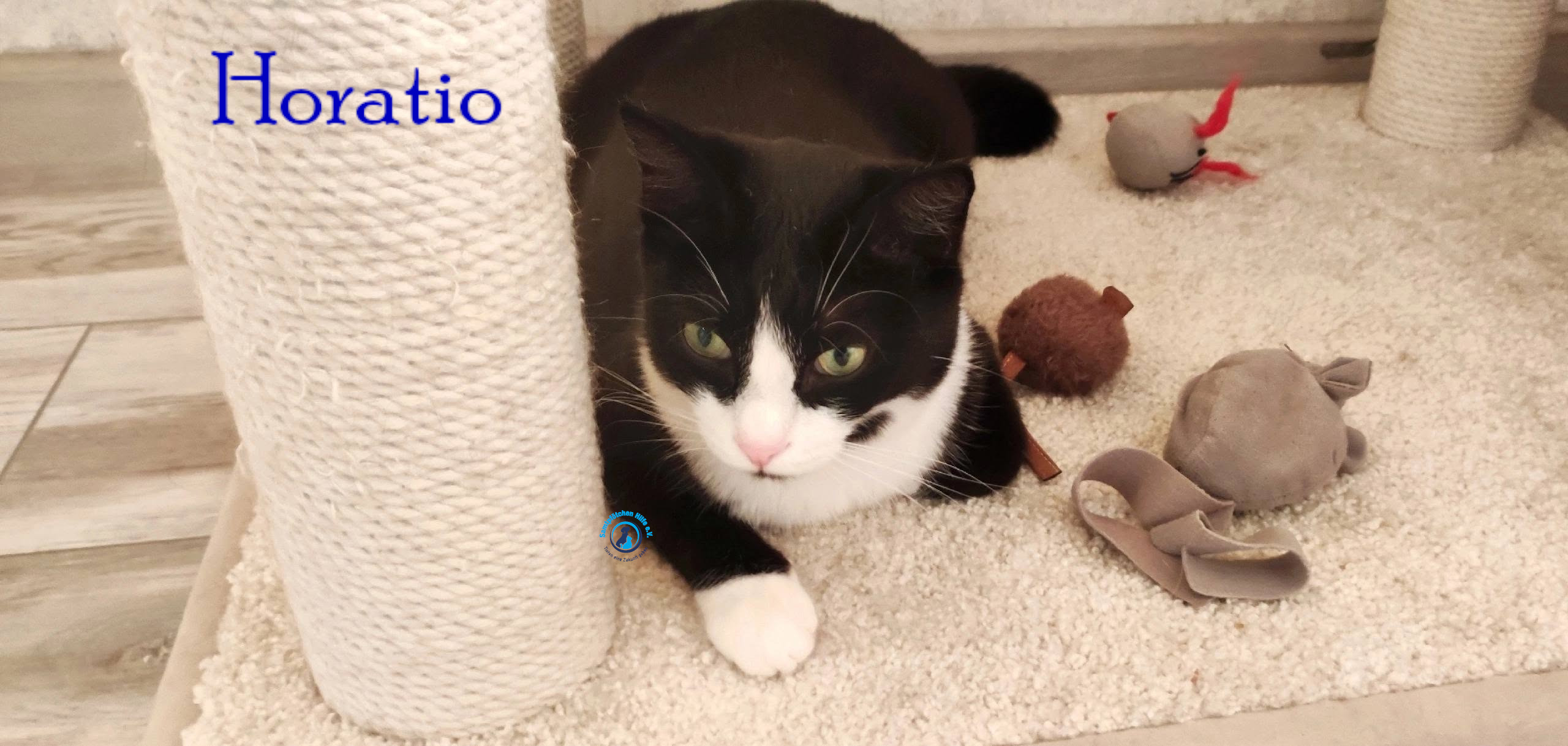 Fremde_Katzen/Horatio/Horatio_21mN.jpg