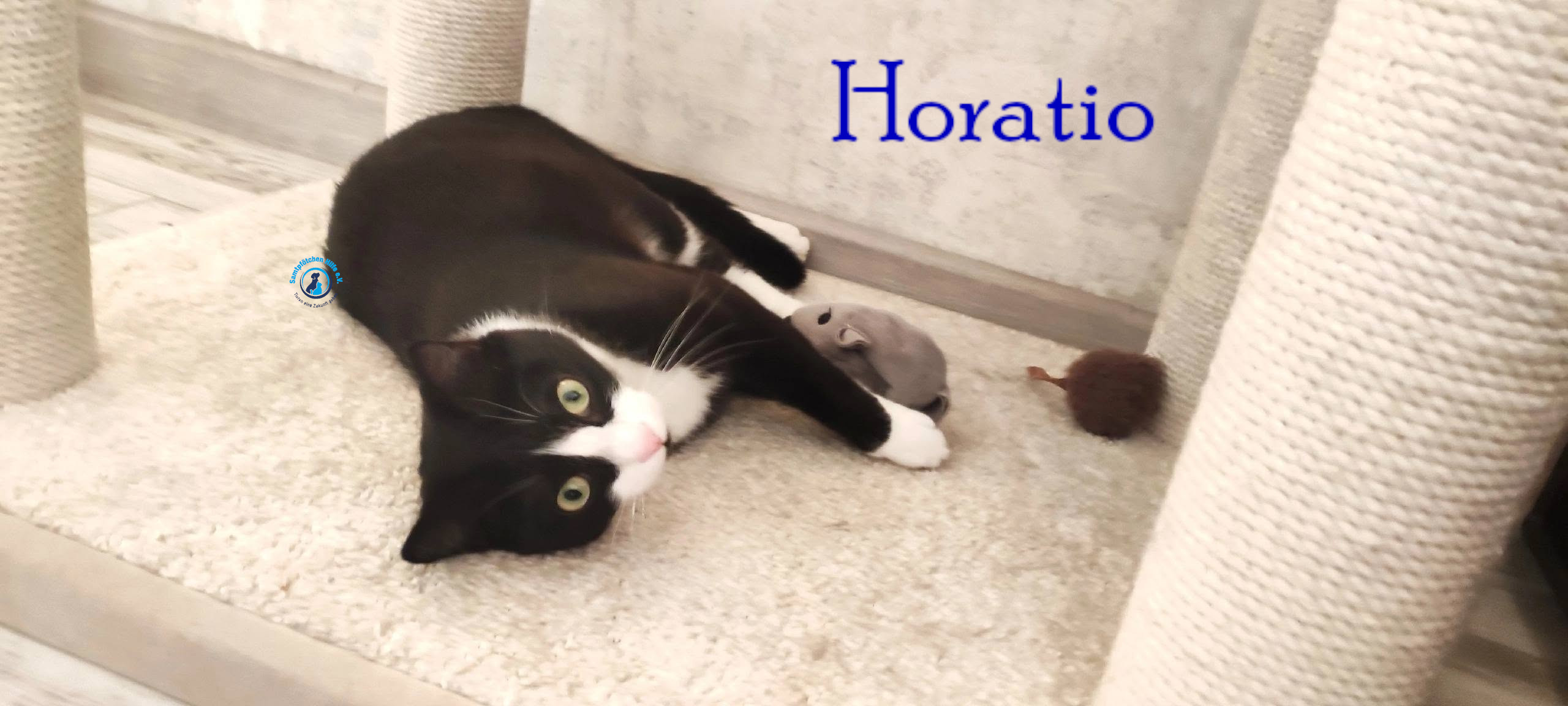 Fremde_Katzen/Horatio/Horatio_22mN.jpg