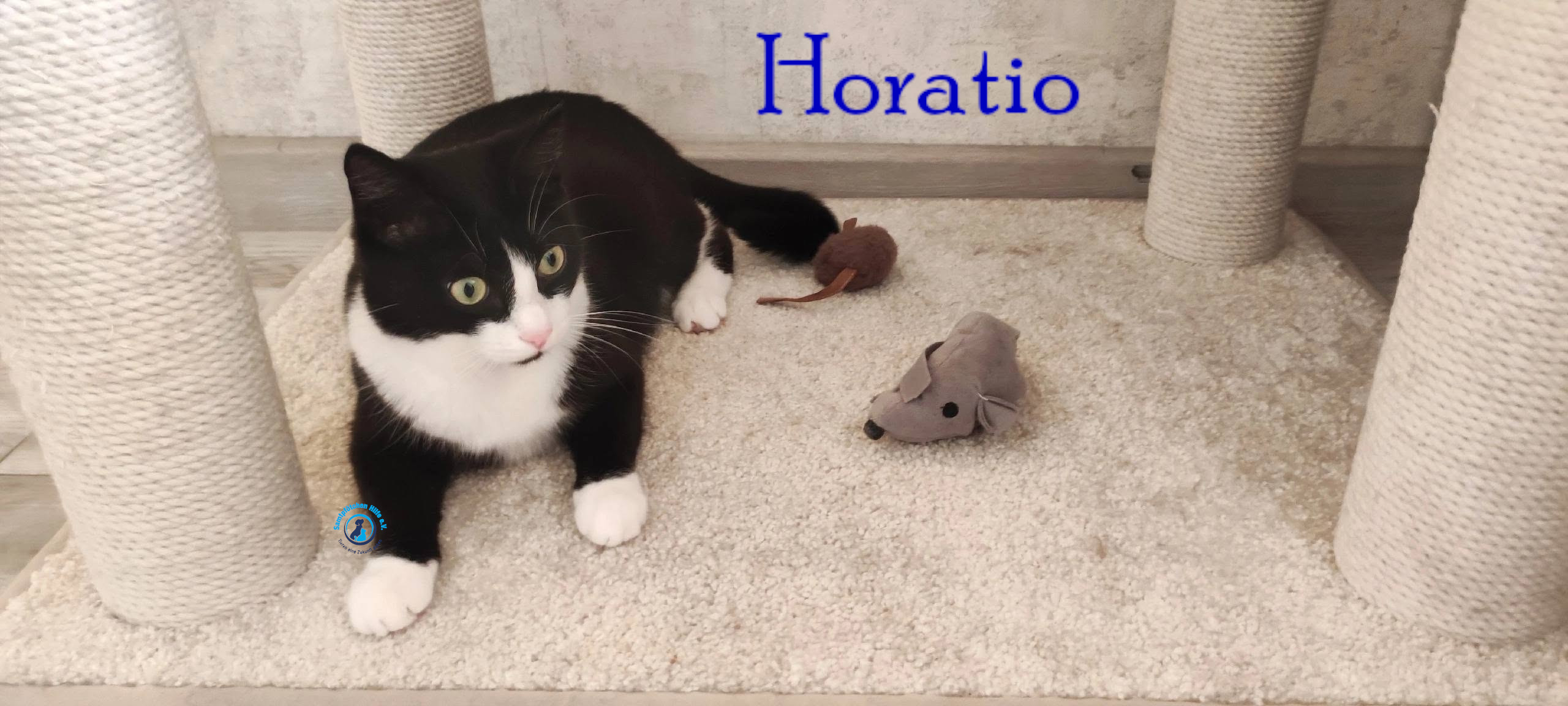 Fremde_Katzen/Horatio/Horatio_23mN.jpg