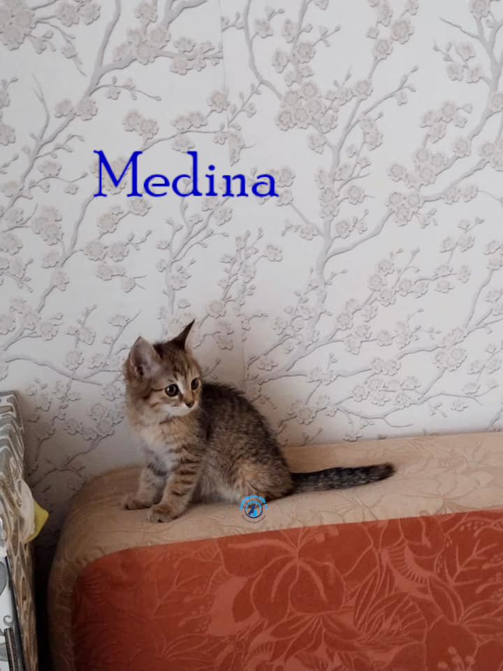 Fremde_Katzen/Medina/Medina06mN.jpg