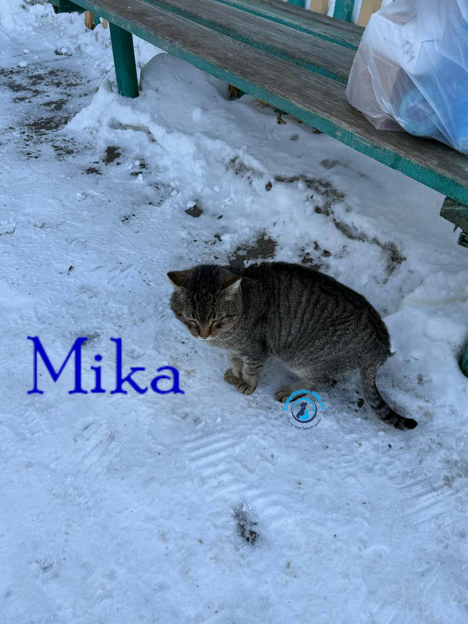 Fremde_Katzen/Mika_II/Mika_II01mN.jpg