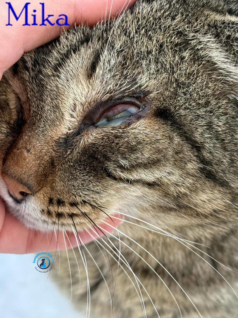 Fremde_Katzen/Mika_II/Mika_II02mN.jpg