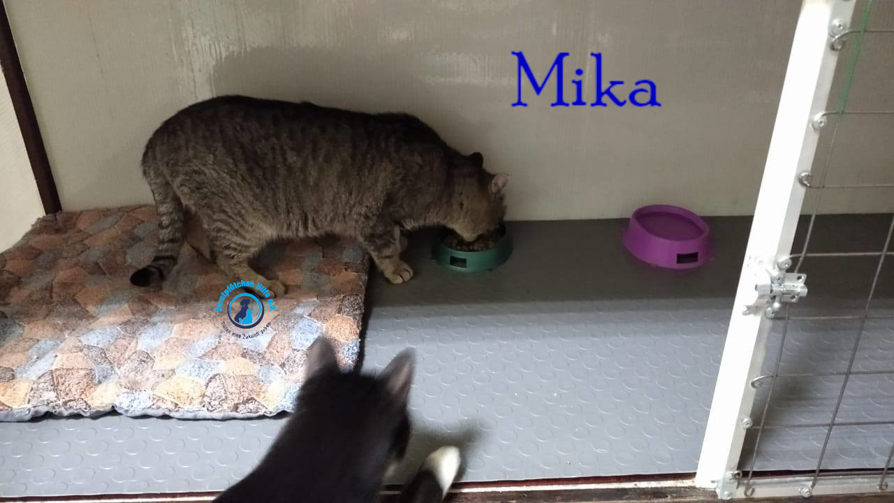 Fremde_Katzen/Mika_II/Mika_II04mN.jpg