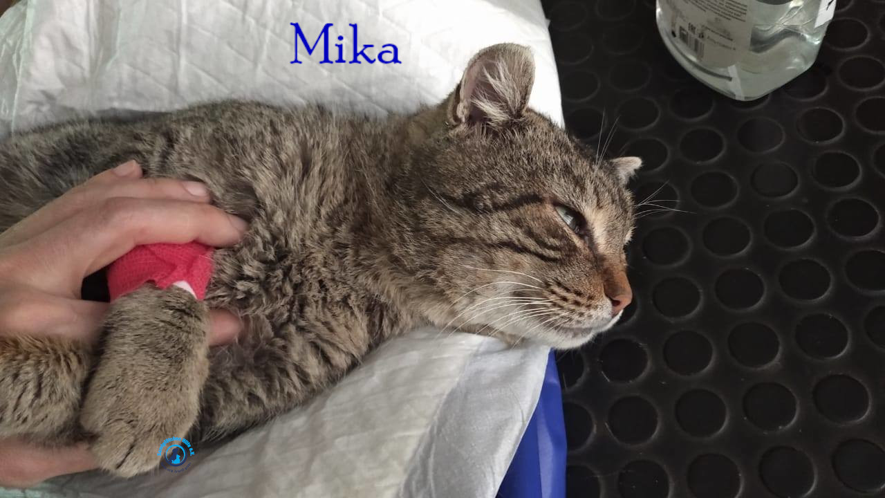 Fremde_Katzen/Mika_II/Mika_II05mN.jpg