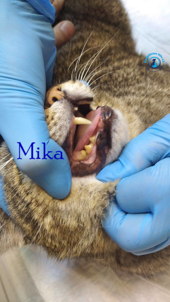 Fremde_Katzen/Mika_II/Mika_II09mN.jpg
