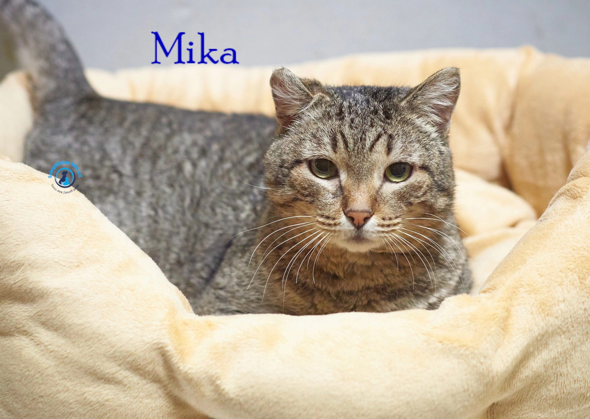 Fremde_Katzen/Mika_II/Mika_II11mN.jpg