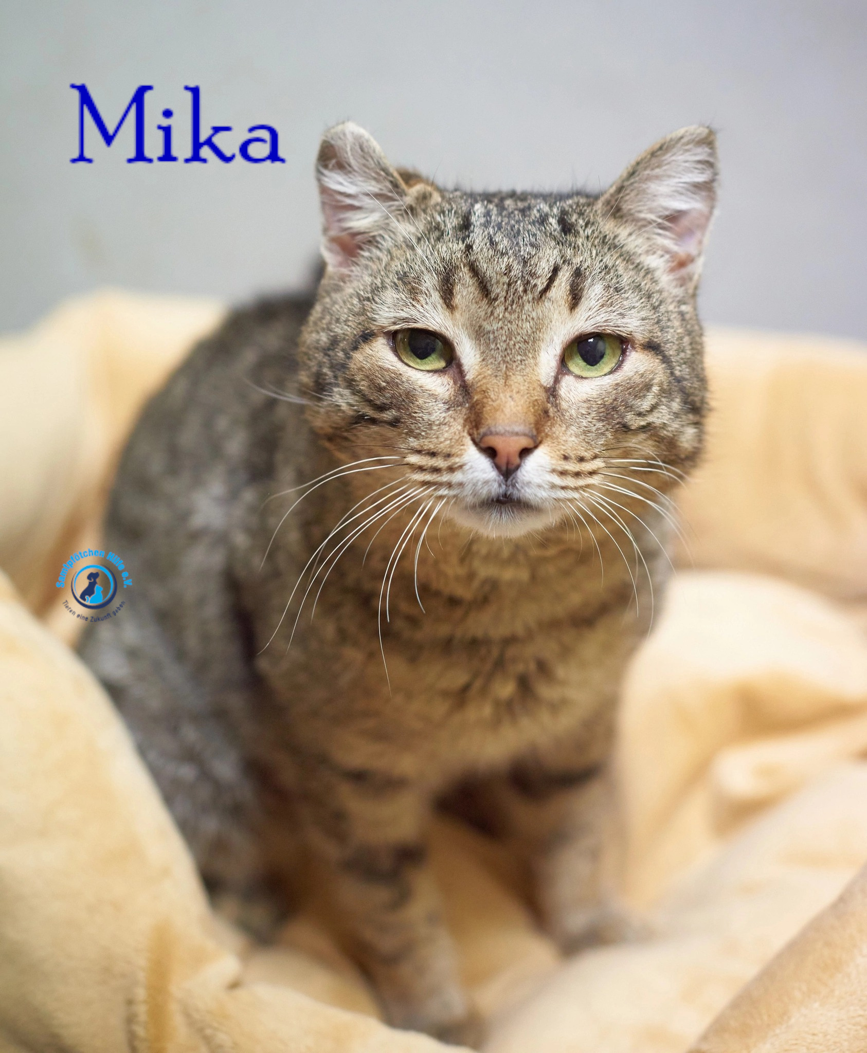Fremde_Katzen/Mika_II/Mika_II13mN.jpg